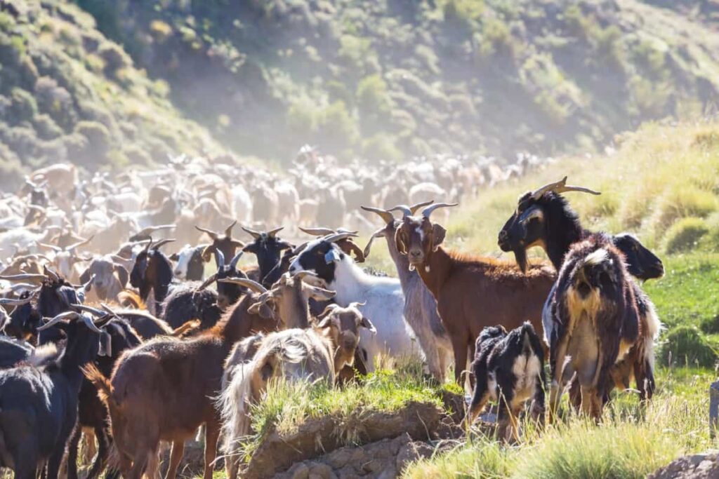 Goat Farming Cost and Profit
