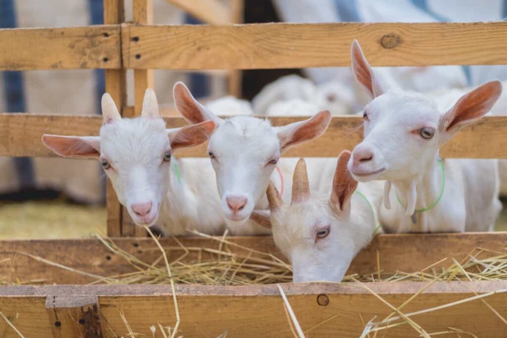 Goat Farming Training