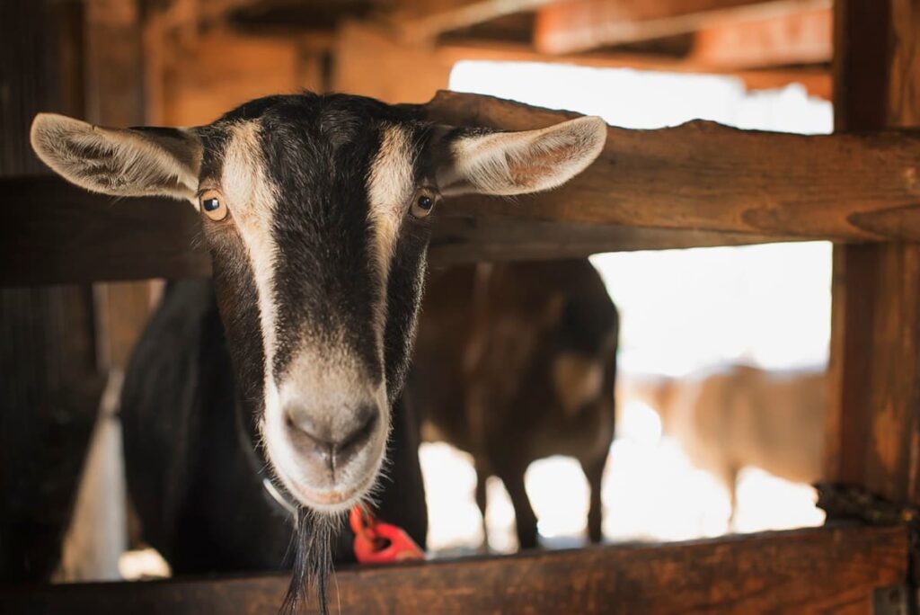 Goat Farming in Saudi Arabia