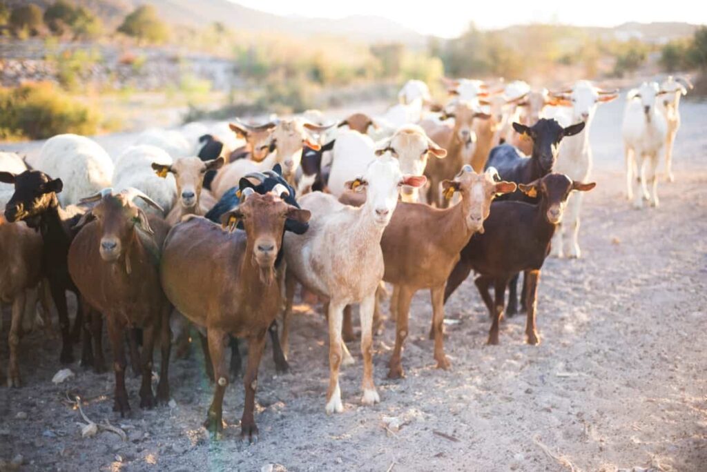 Goat Farming in India