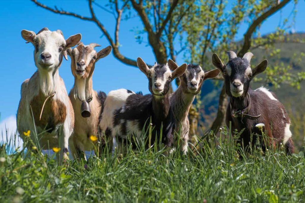 Sahelian Goat Farming