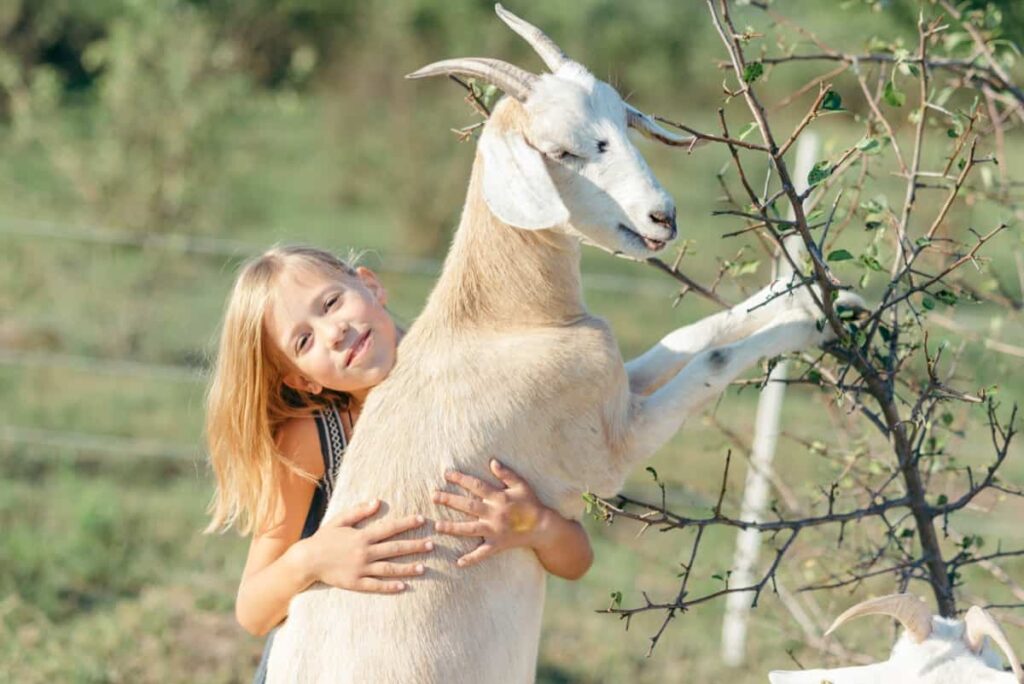 Sangamneri Goat Farming