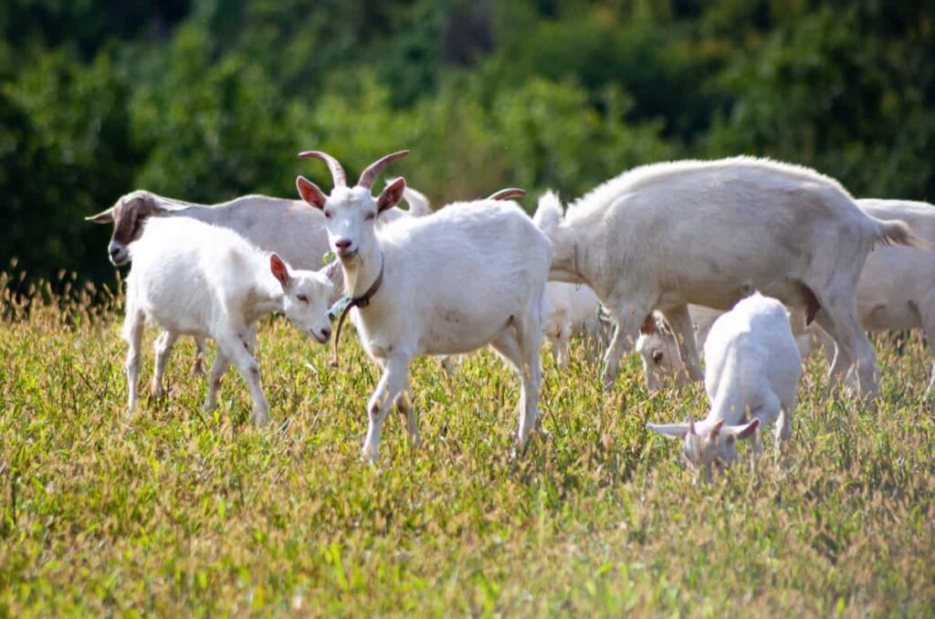 Somali Goat Characteristics