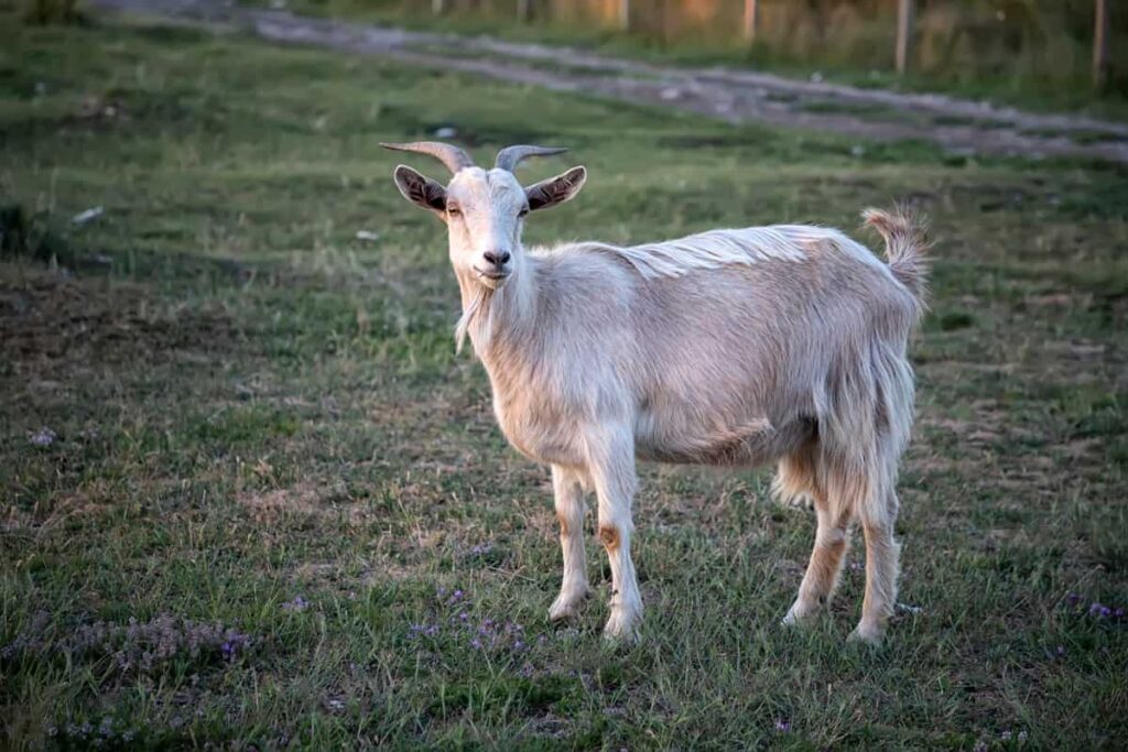 Somali Goat Breed