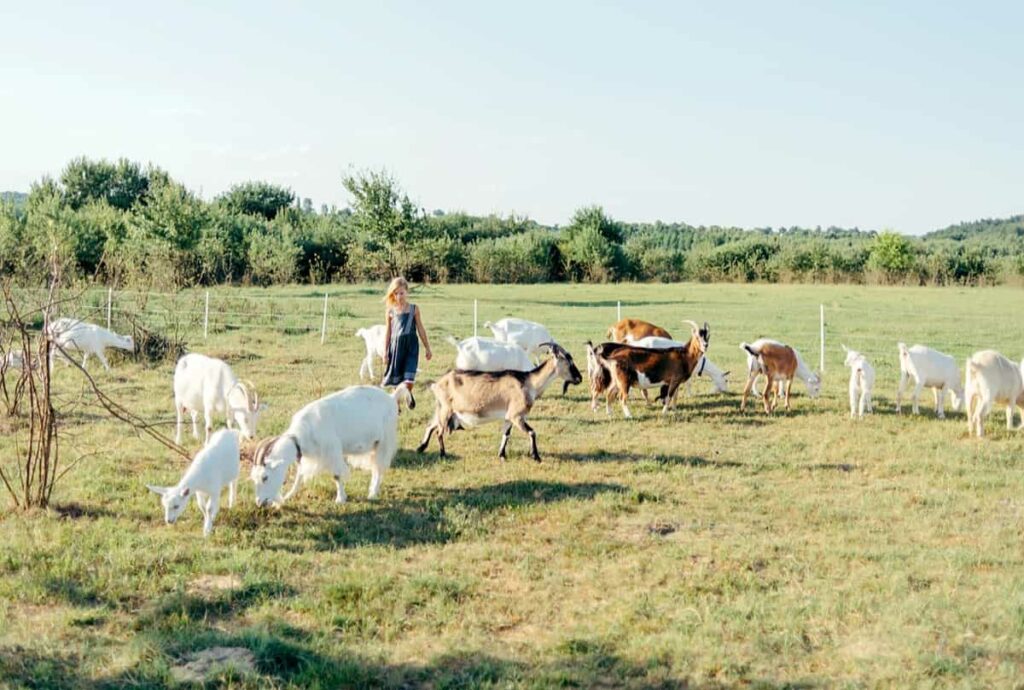 Surti Goat Farm