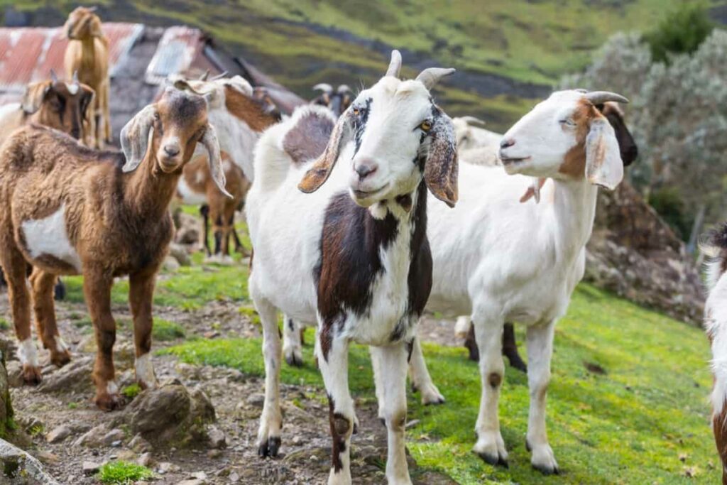 Surti Goats
