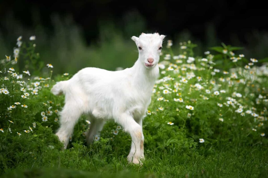 Baby Goat White