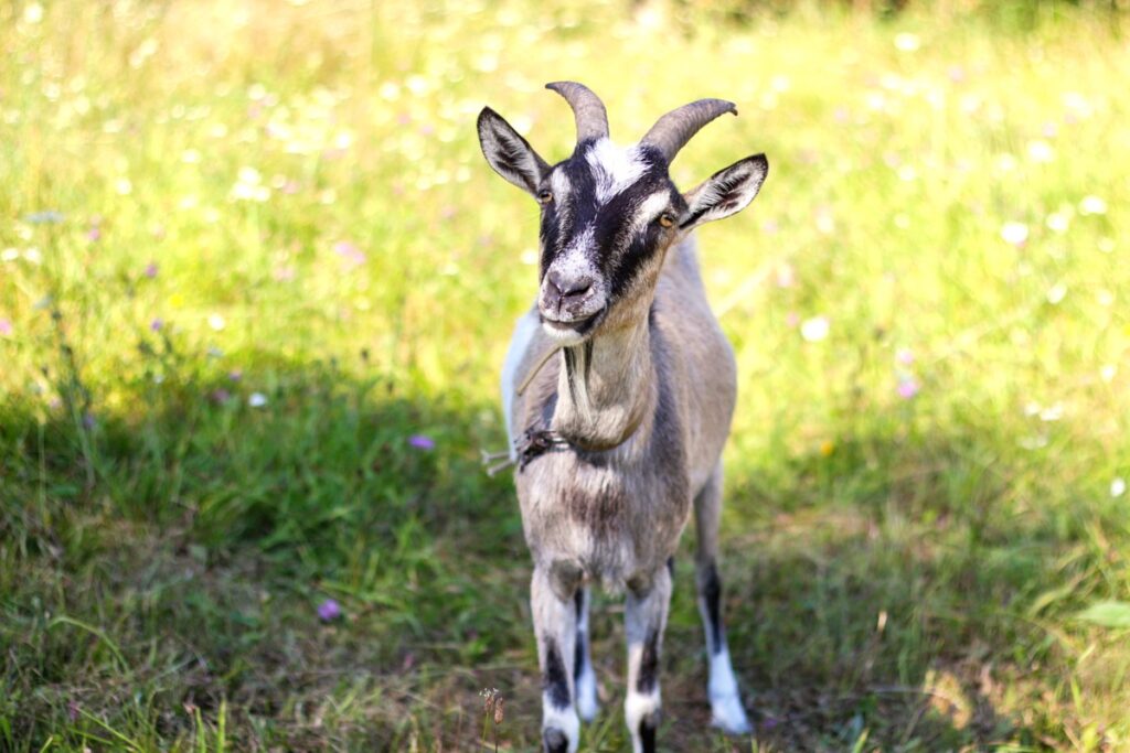 Toggenburg Goat Farming