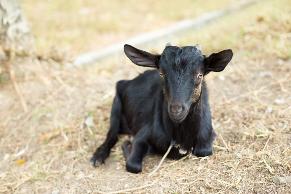 Zalawadi Goat Breed