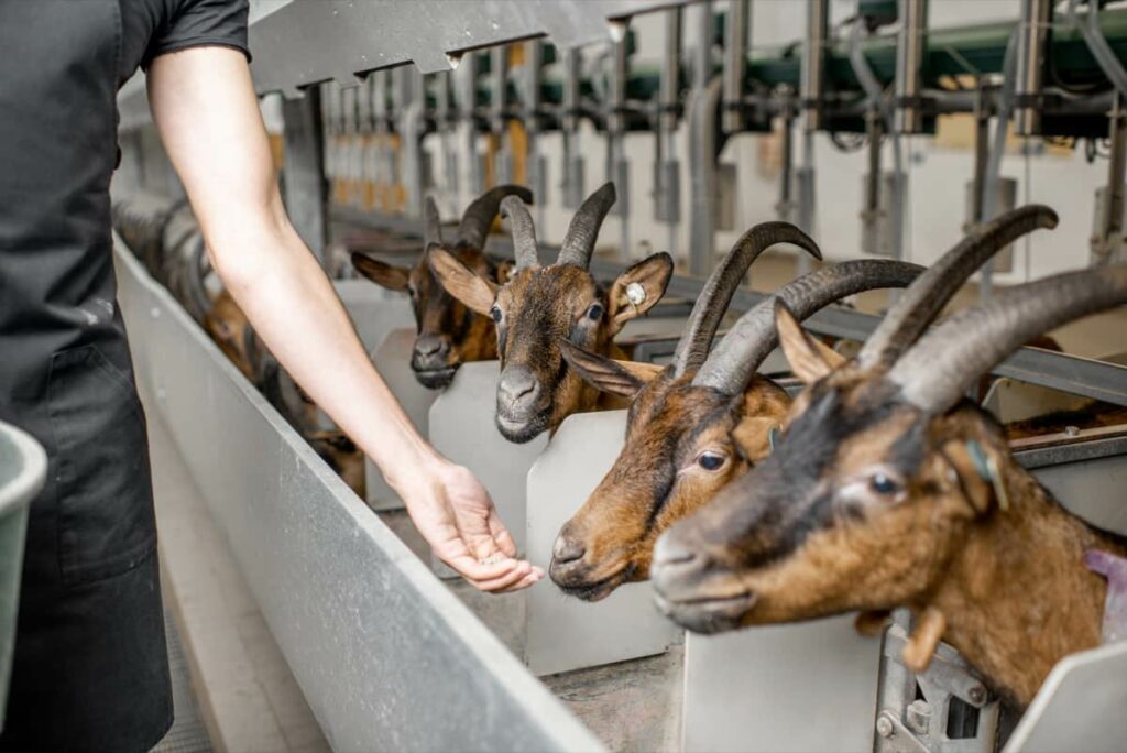 Feeding Goats in the Goat Farm