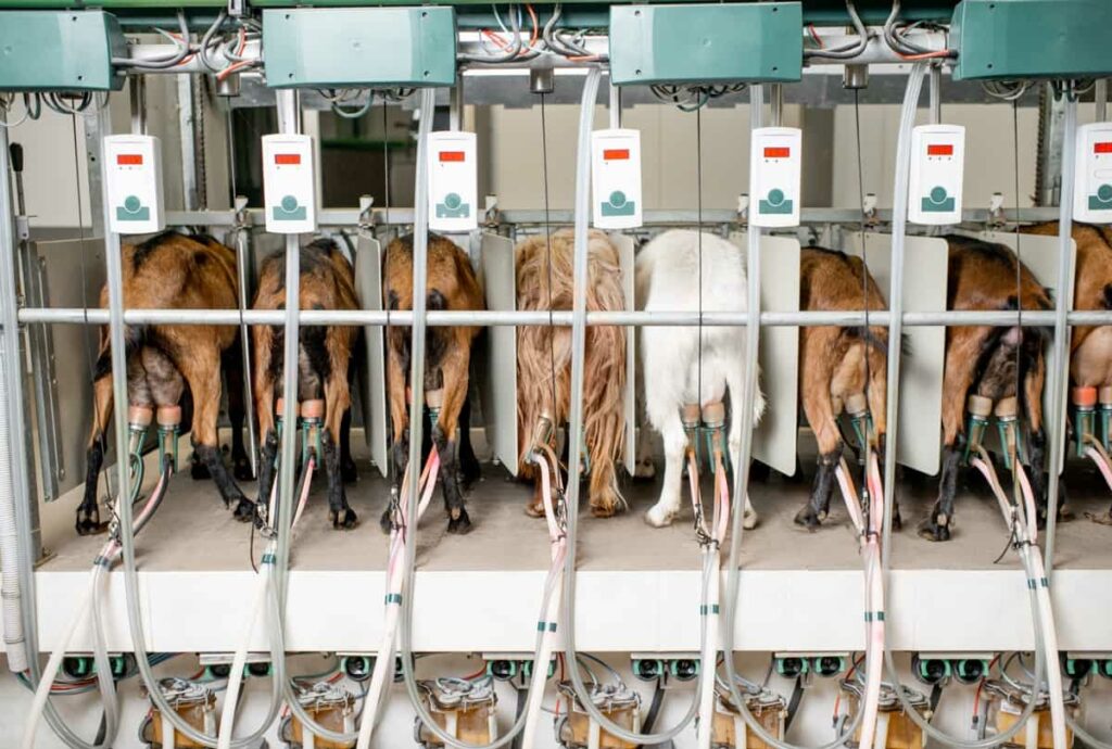Goats in the automated milking line