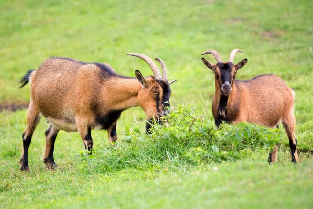 Best Home Remedies for Sick Goats