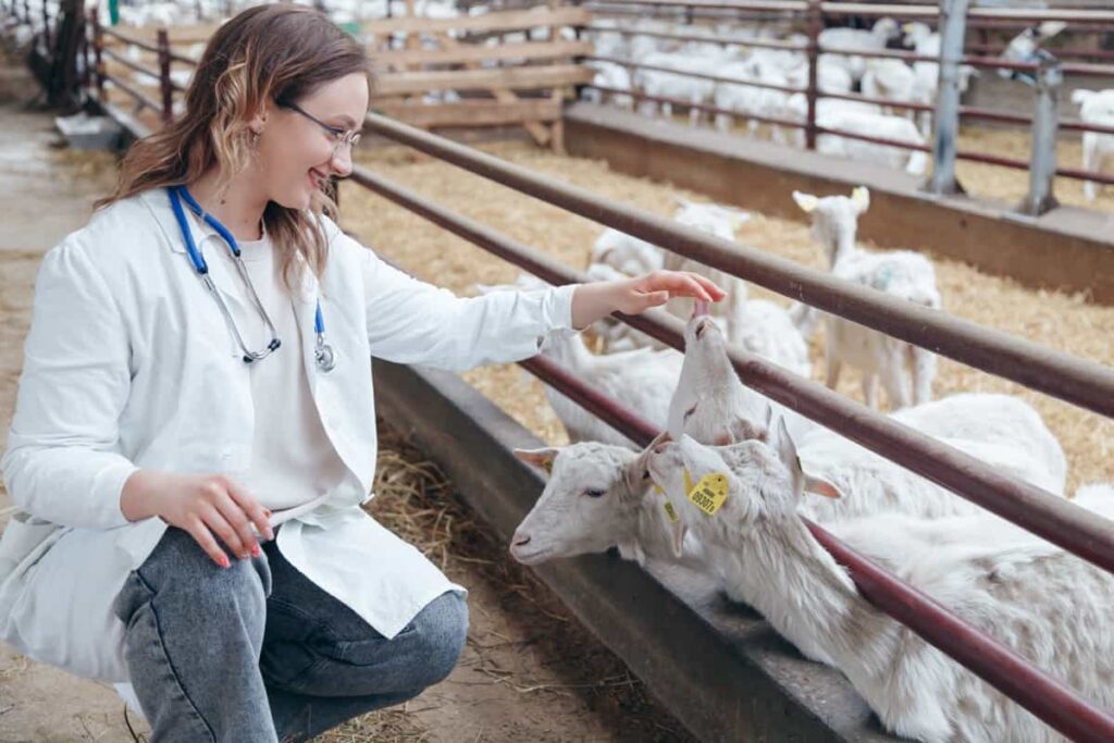 veterinarian examining a goats at ranch