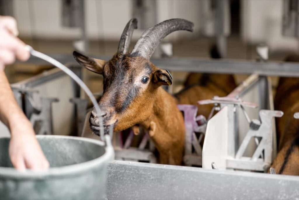Feeding goats during the milking process