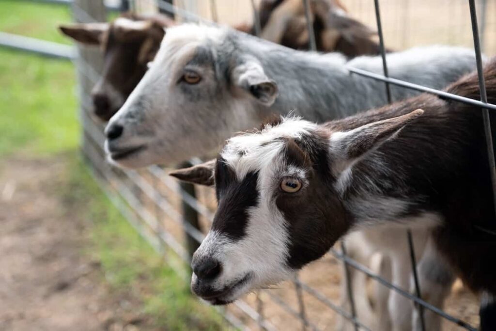 goats behind the fence