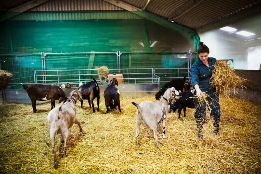 Feeding Goats Indoors