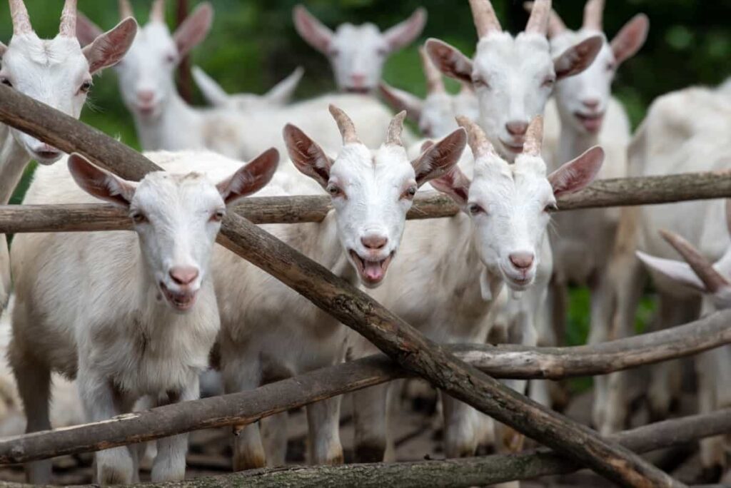 Goat Farming in Iran