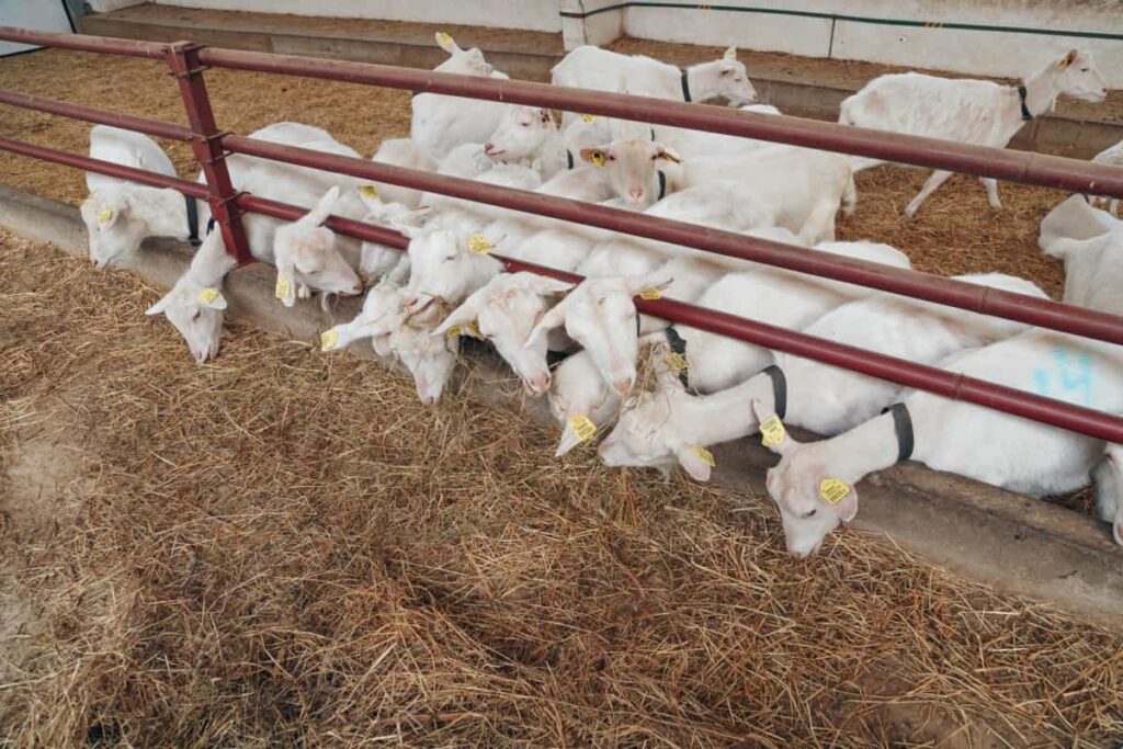 Goat Feeding Setup in the Farm