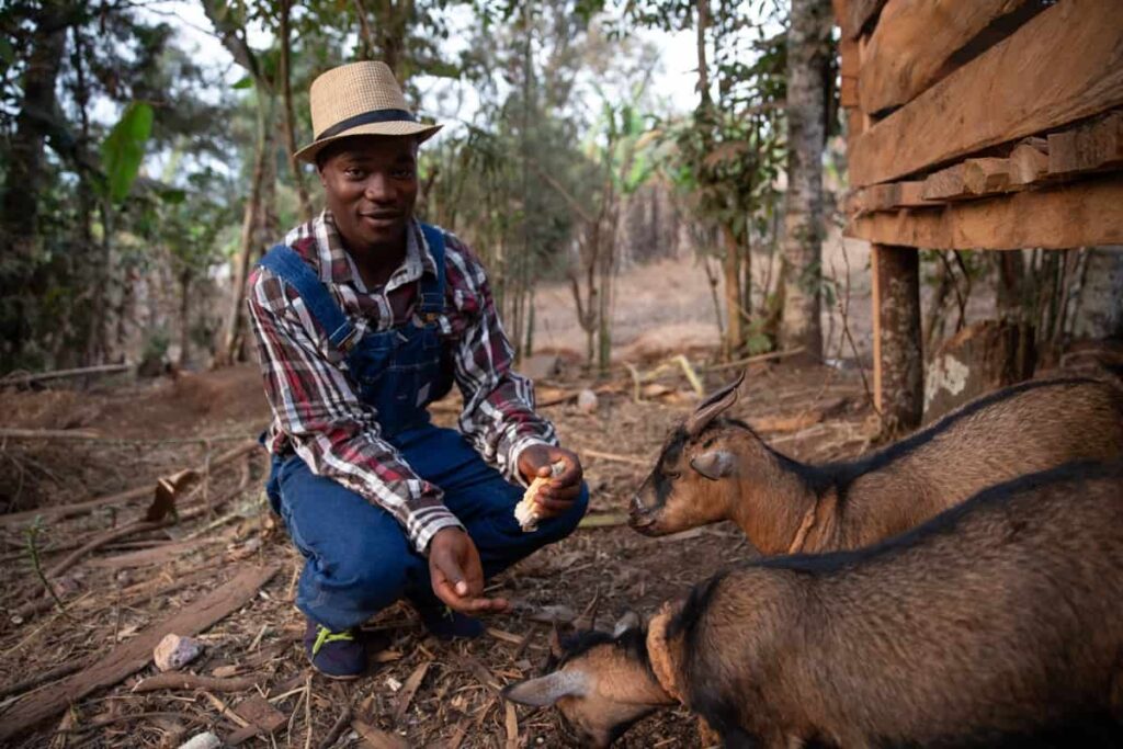 Goat Farming in Zimbabwe