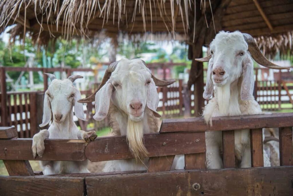 White goats in the farm