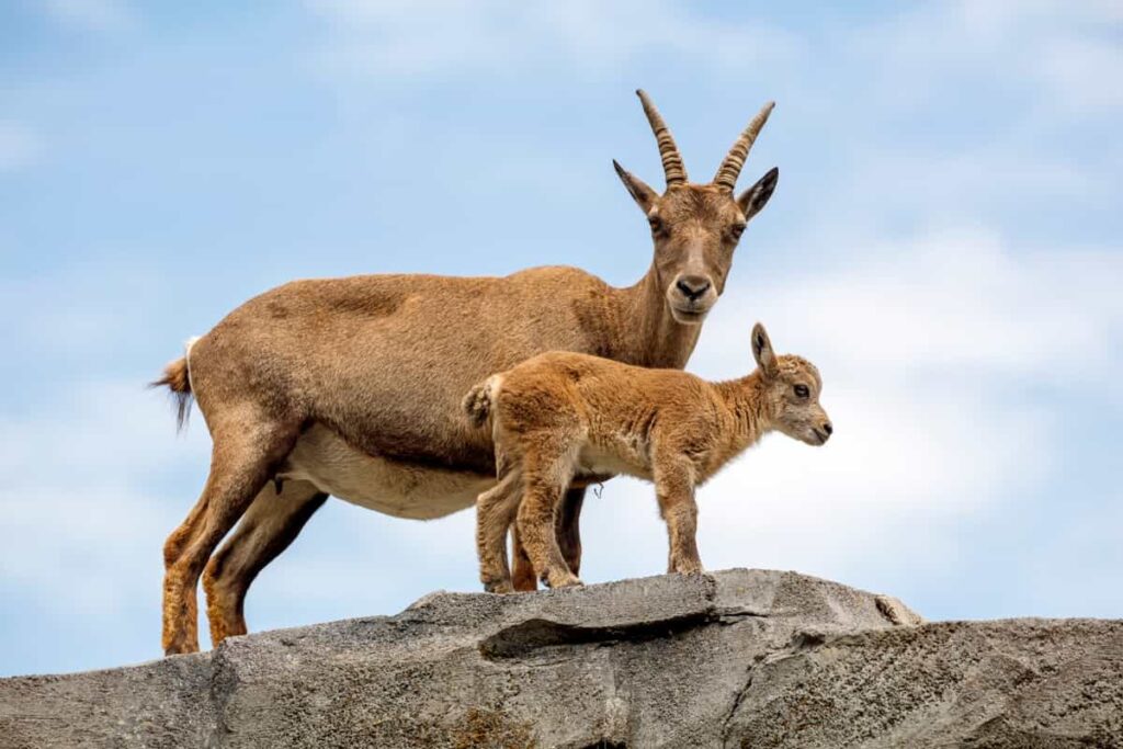 Ibex Wild Goat Profile