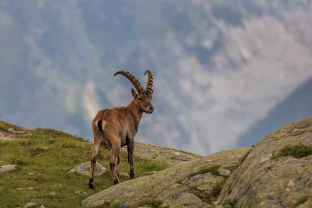 Ibex Wild Goat Brown