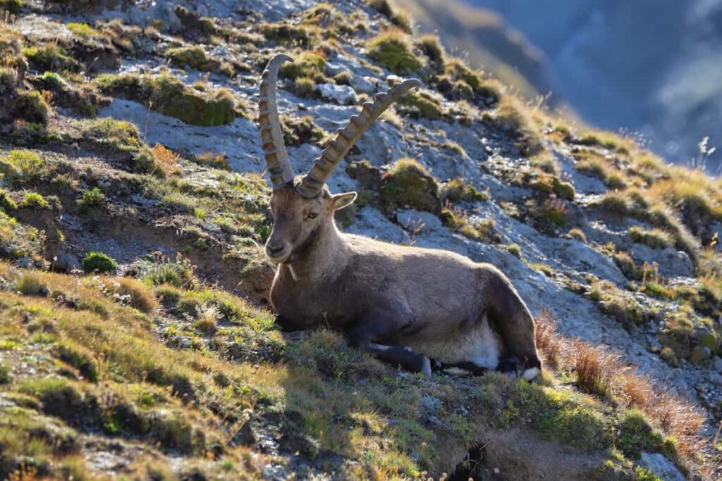 Ibex Wild Goat Profile4