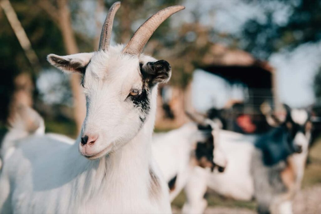 Steps to Goat Farming in Ghana