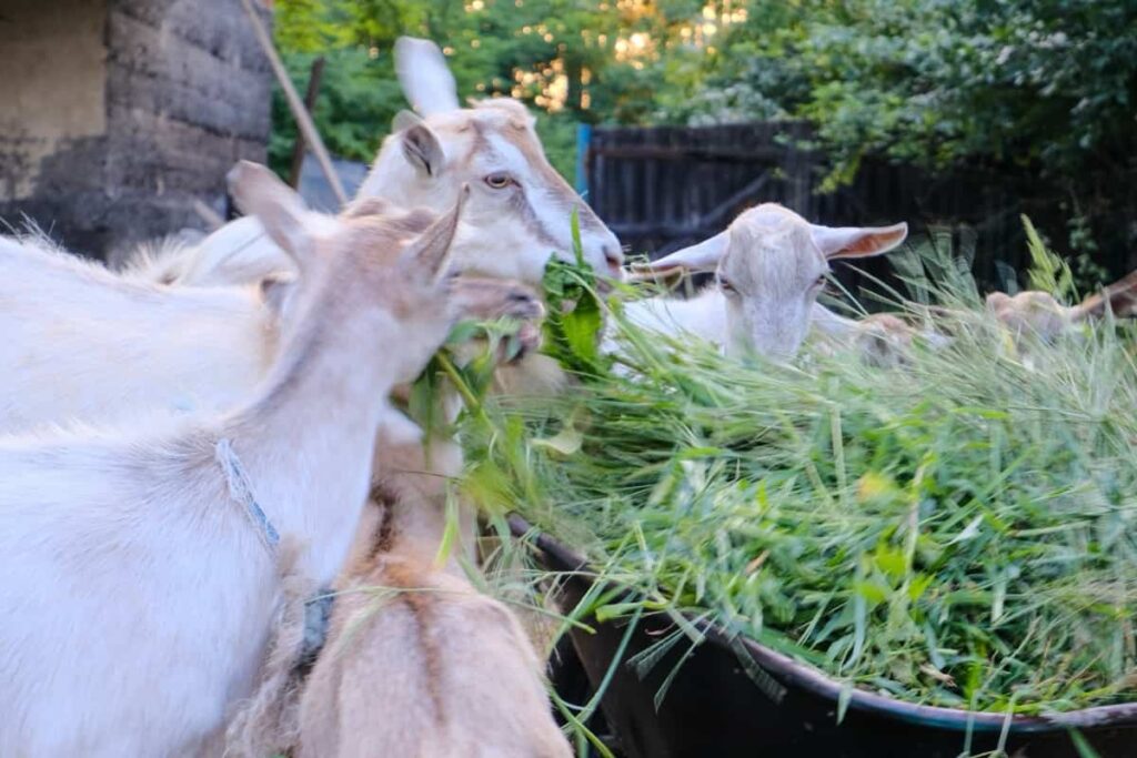 goats eating grass in the farm