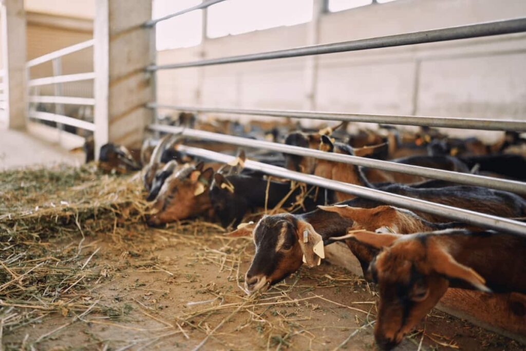 Goat Farming in Europe