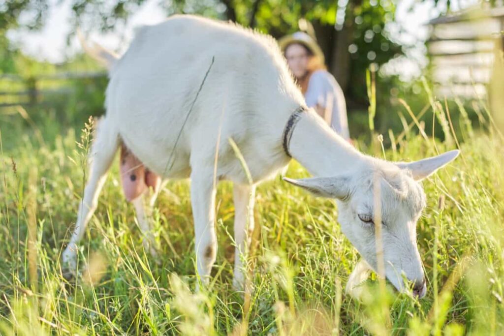 domestic farm goat on the lawn