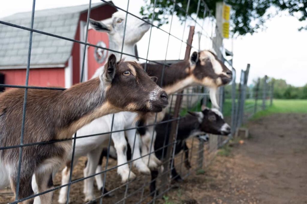 Metal Goat Fence