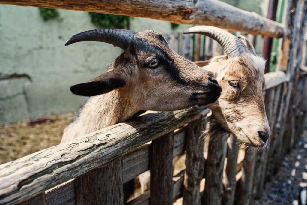 Goats Under Fence in a farm