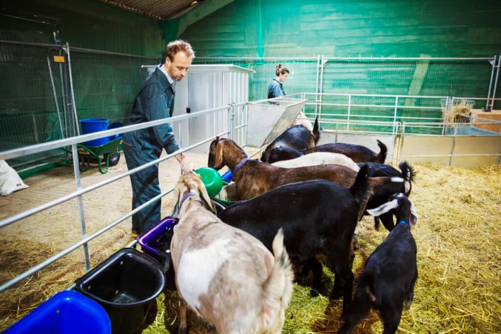 Goat Farm Management