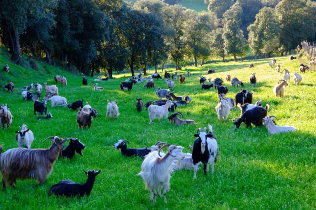 How to Utilize Goats for Land Clearing
