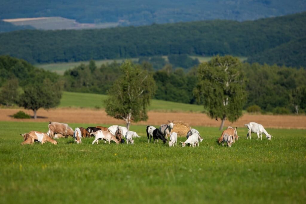 Herd of White and Brown Goats Grazing 
