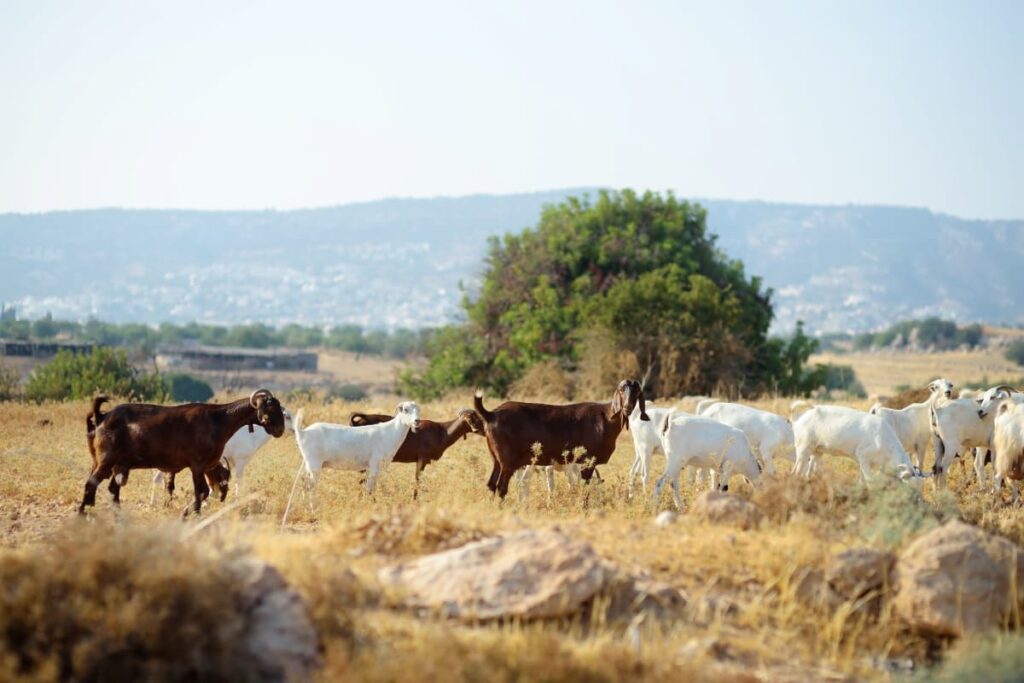 Goats on A Farm