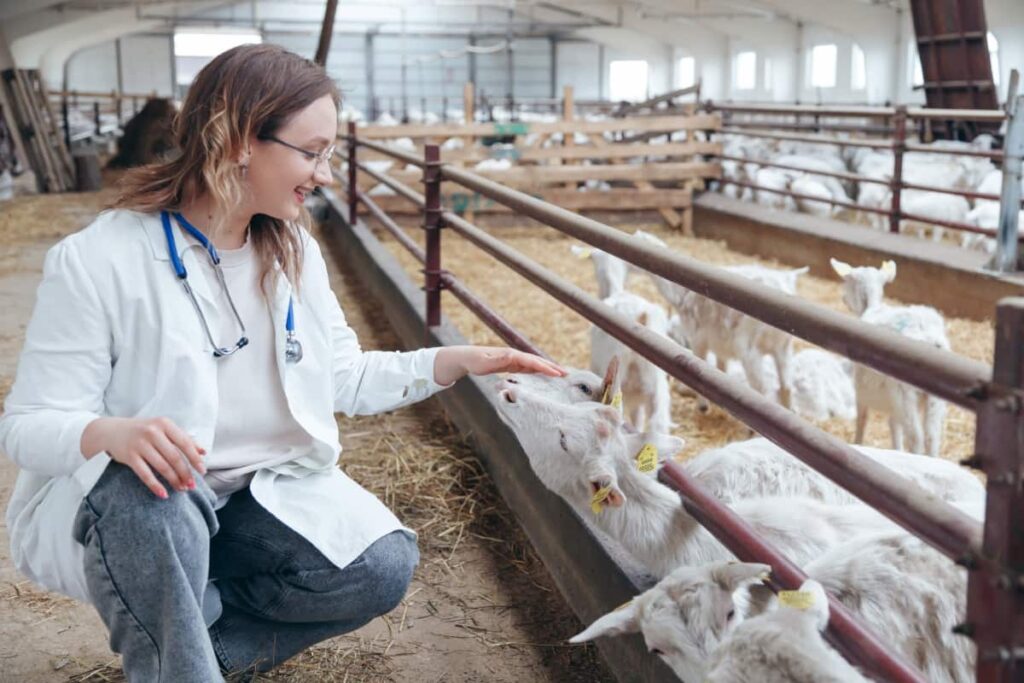 Veterinarian Woman Examining a Goat