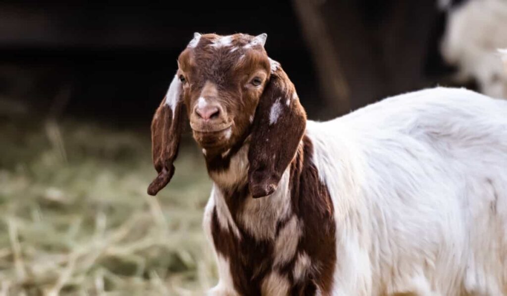 NABARD Subsidy for Goat Farming in India