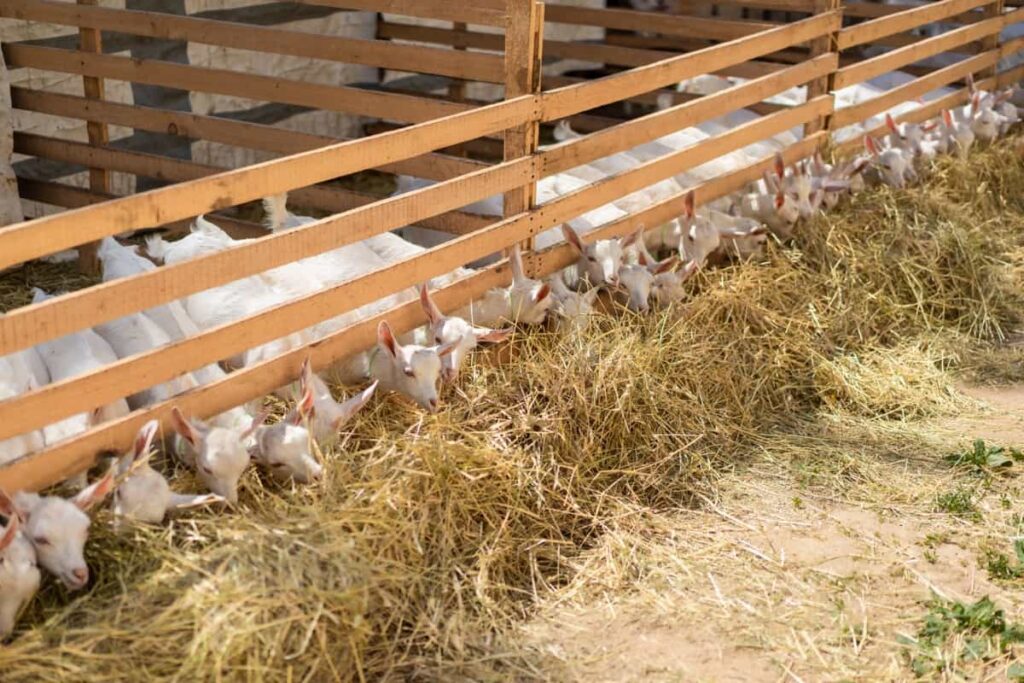 goats eating hay at barn