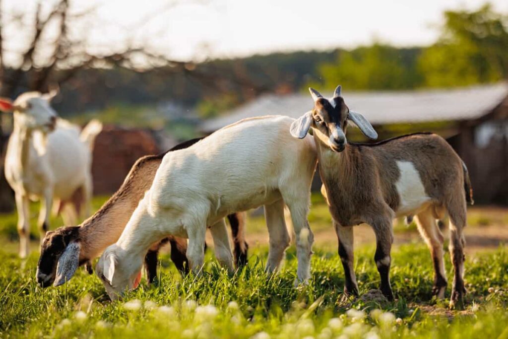 Pasture Management for Goats