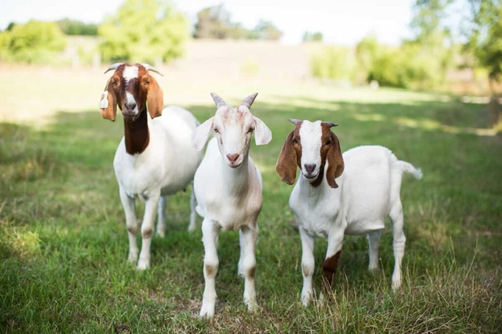 White baby goats