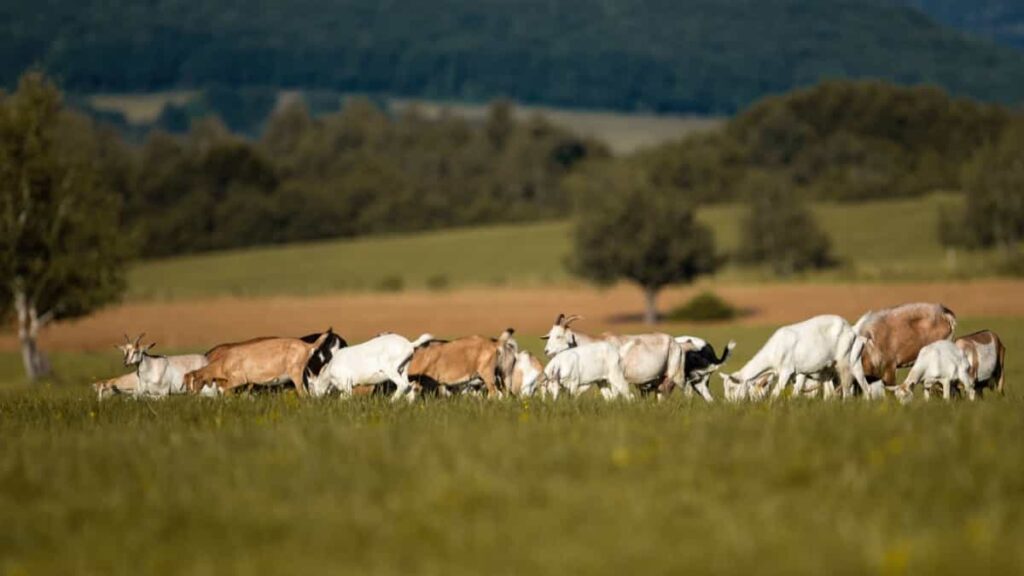 Group of goats on pasture