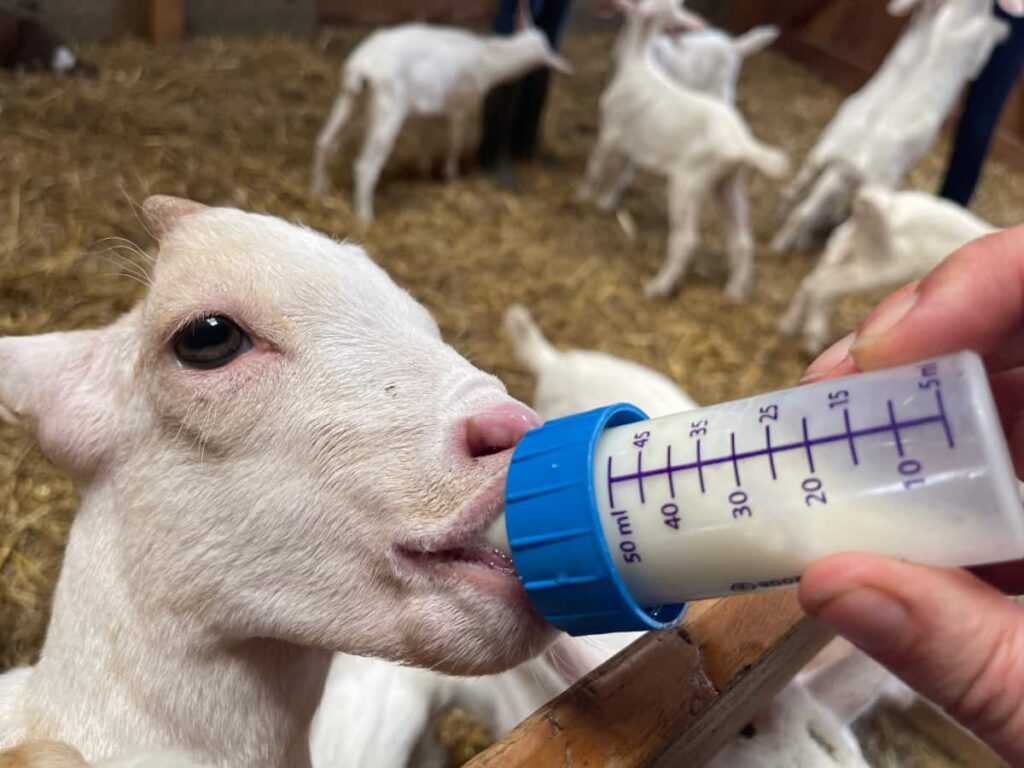 Points to Consider for Bottle Feeding Goats
