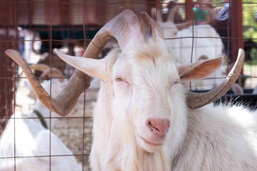 Goat with Big Horns