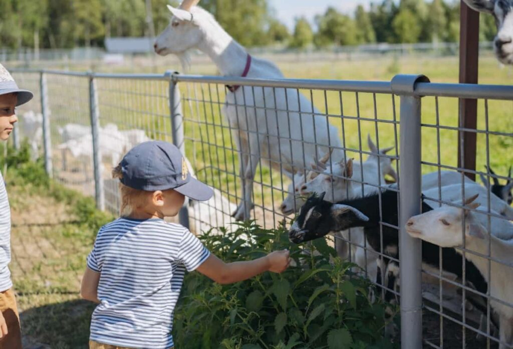 Children Feeding Baby Goats in Zoo