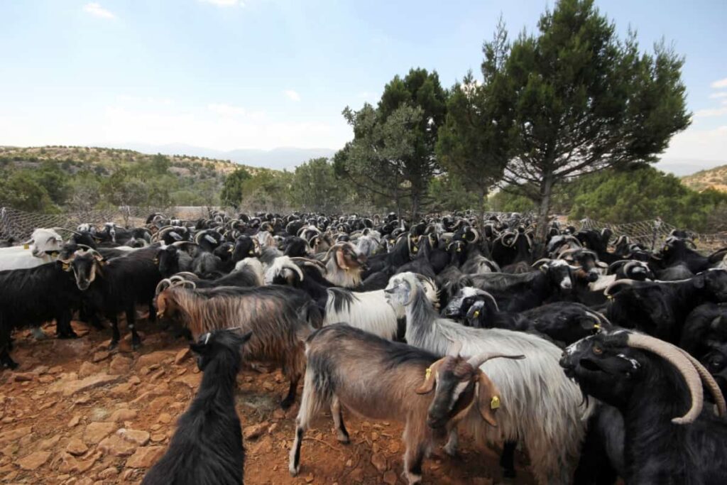 Herd of Goats