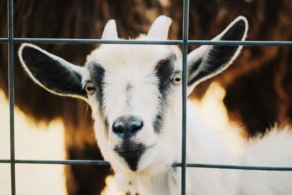 Technology in Modern Goat Farming