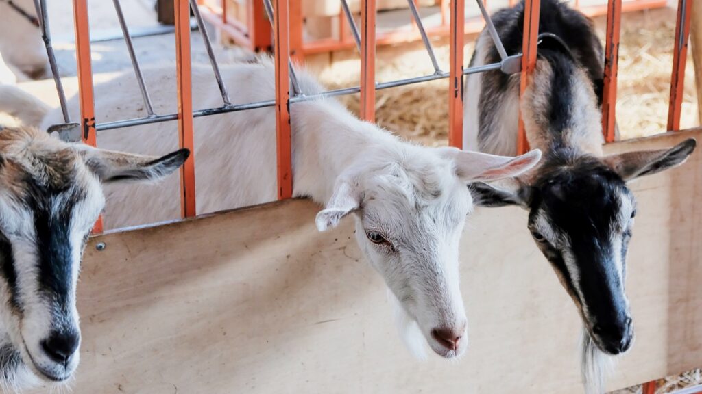 Goat inside fencing