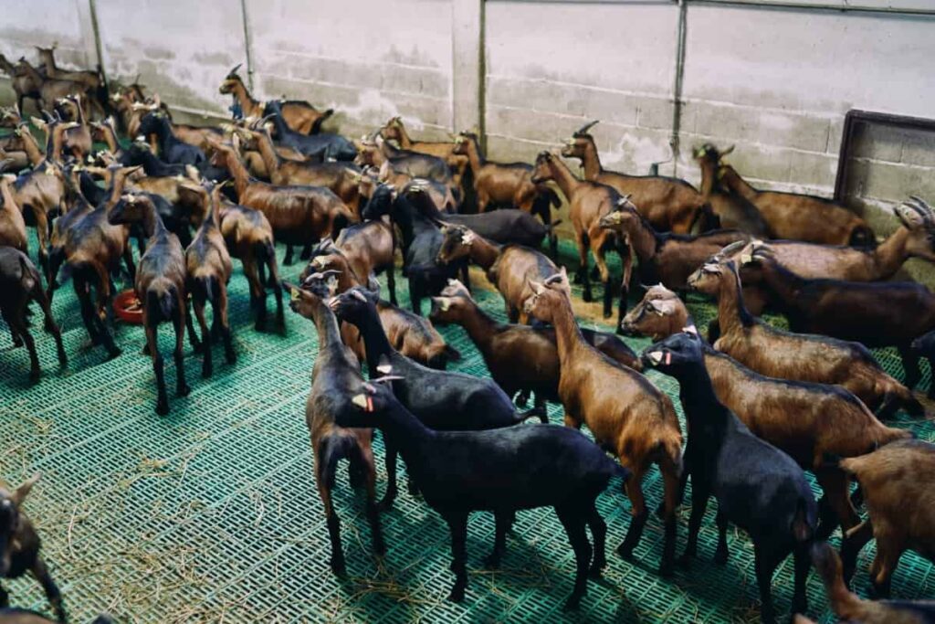 Herd of Goats 